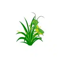 Grasshopper in English