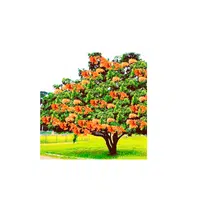 Sorrow less Tree in English