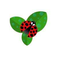 Ladybug in English