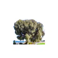 Casuarina Tree in English