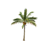Palm Tree in English