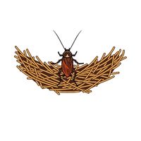 Cockroach  in English