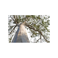Eucalyptus Tree in English