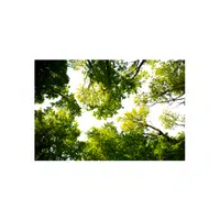 Mohua Tree in English