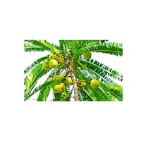 Types of Trees names |Amal Tree in English