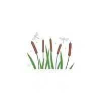 Dragonfly in English