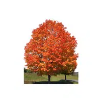 Types of Trees names |Maple in English