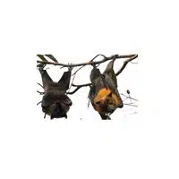 Homes of Animals |Bat in English