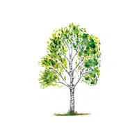 Types of Trees names |Birch in English