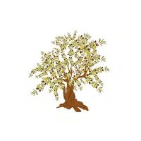 Types of Trees names |Olive in English