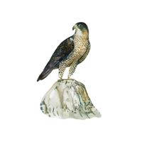 Falcon  in English