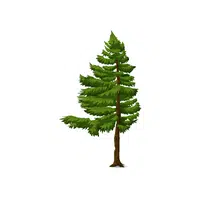 Types of Trees names |Fir in English