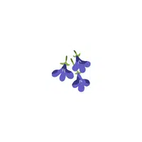 types of flower names |Lobelia in English