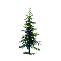 Types of Trees names |Spruce in English