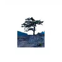 Homes of Animals |Raven in English