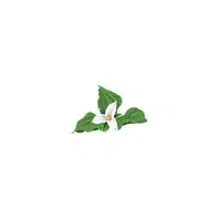 types of flower names |Trillium in English