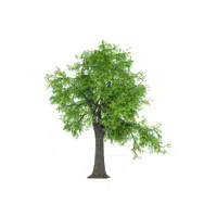 Types of Trees names |Ash in English