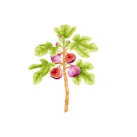 Types of Trees names |Fig tree in English