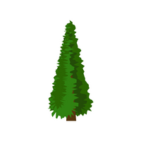 Types of Trees names |Conifer in English