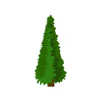 Types of Trees names |Conifer in English