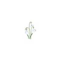 types of flower names |snowdrop in English