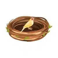 Homes of Animals | Finch in English