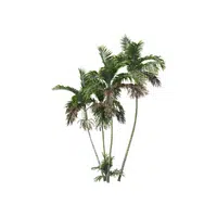 Types of Trees names |Betel nut in English