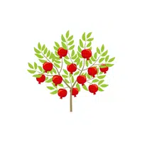 Types of Trees names |Pomegranate in English