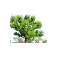 Types of Trees names |Khejri tree in English