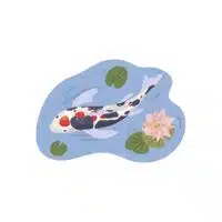 Koi in English