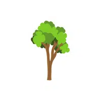 Types of Trees names | Sal Tree in English