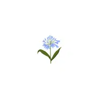 types of flower names | Agapanthus in English
