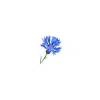 types of flower names | Cornflower in English