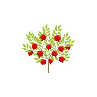 Types of Trees names |Pomegranate Tree in English