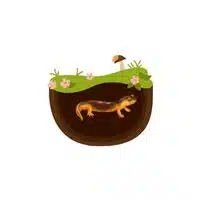 Axolotl  in English