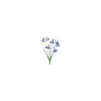types of flower names |Virginia Bluebell in English