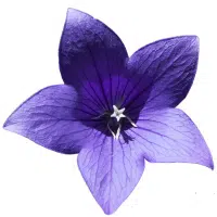 Balloon Flower