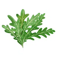 Arugula in English