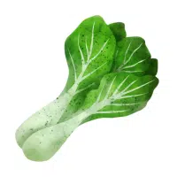 Bok Choy in English