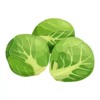 Green Vegetables Names |Brussels Sprouts in English