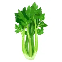 Green Vegetables Names |Celery in English