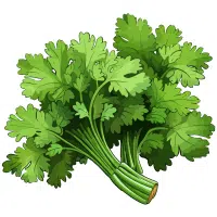 Cilantro in English