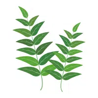 Green Vegetables Names |Curry Leaves in English