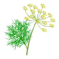 Green Vegetables Names |Dill in English