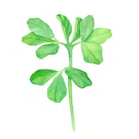 Green Vegetables Names |Fenugreek in English