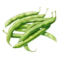 Green Beans in English