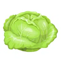 Green Cabbage in English