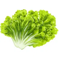 Lettuce in English