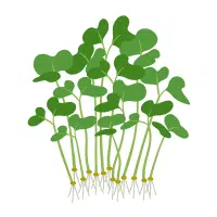 Green Vegetables Names |Microgreens in English