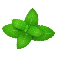 Green Vegetables Names |Mint in English